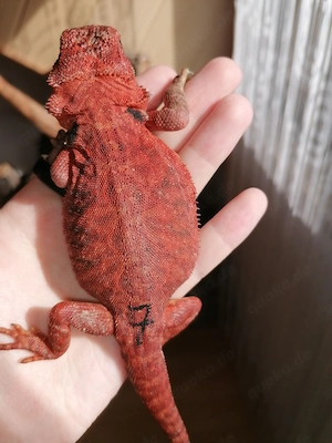 Bartagame (Pogona Vitticeps) - Red Monster Linie, high Red