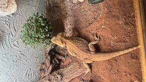 Bartargame Weibchen schweren Herzens zu verkaufen 