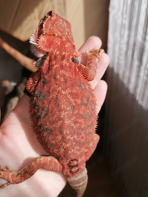 Bartagame (Pogona Vitticeps) - Red Monster Linie, high Red