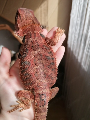 Bartagame (Pogona Vitticeps) - Red Monster Linie, high Red