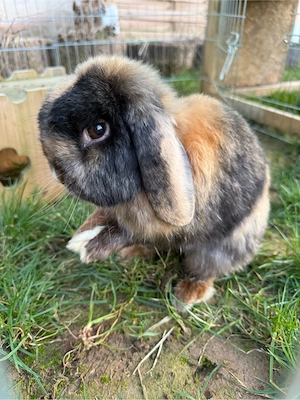 Zwergwidder Minilop Japaner Rammler