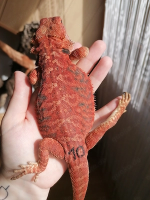 Bartagame (Pogona Vitticeps) - Red Monster Linie, high Red
