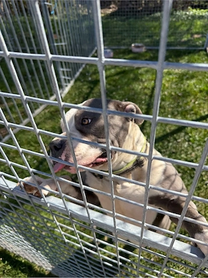 Standard bully reinrassig Weibchen 