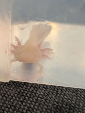 Axolotl ! Wir suchen ein neues Zuhause ! Bild 6