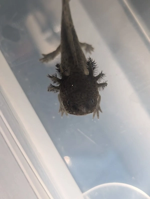Axolotl ! Wir suchen ein neues Zuhause ! Bild 4