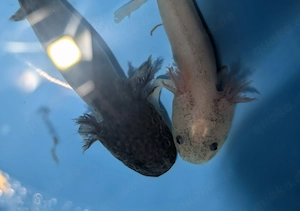 Wir suchen ein neues Zuhause !