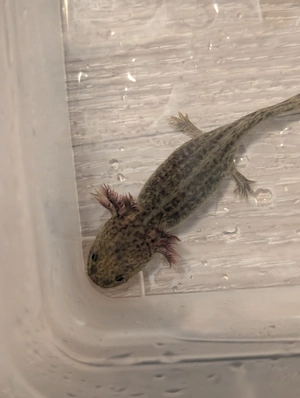 Axolotl ! Wir suchen ein neues Zuhause ! Bild 5