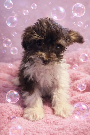 süße Pudel Mix Hündin