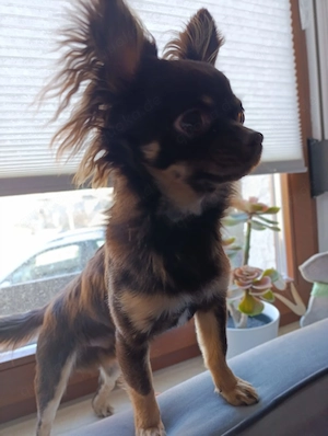 ,,Chihuahua Deckrüde,, Kein Verkauf!! 