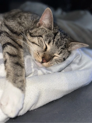 Britisch Kurzhaar mix 