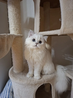 Wunderschöner BLH Kater, black silver shaded point