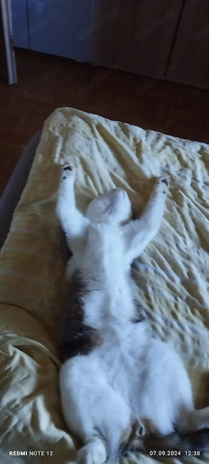 suchen 2 Katzen oder Katzengeschwister 