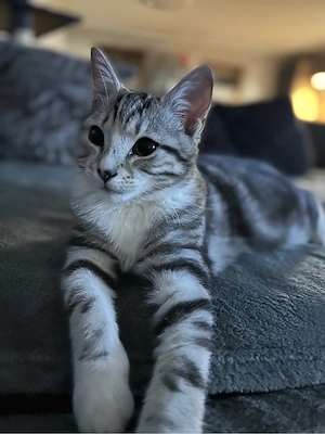 Britisch Kurzhaar mix 