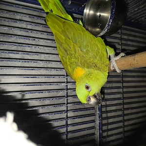 Gelbkopf Amazona Papagei zu Verkaufen 
