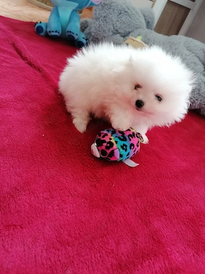 Pomeranian Zwergspitz 