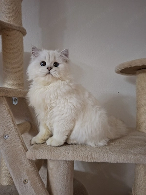 Verschmuster BLH Kater, black silver shaded point