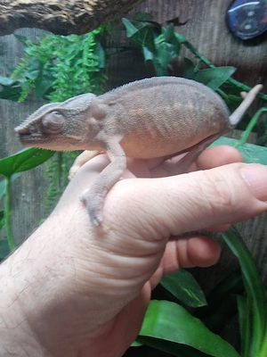 Pantherchamäleon inkl. Terrarium