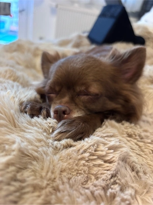 Chihuahua-Dame sucht neues zuhause!!!!