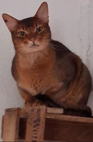 Abessier Kater 3Jahre,kastriert