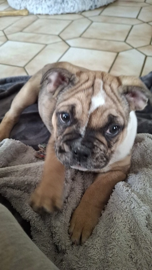Bulldogge reinrassig
