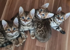 3 Wunderschöne Bengalkitten