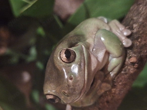 Korallenfinger Laubfrosch (Litoria caerulea)