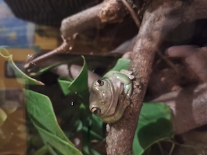 Korallenfinger Laubfrosch (Litoria cearulea)