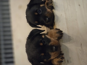 Rottweiler Welpen