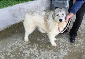 Anastasia - perfekte Anfängerhündin