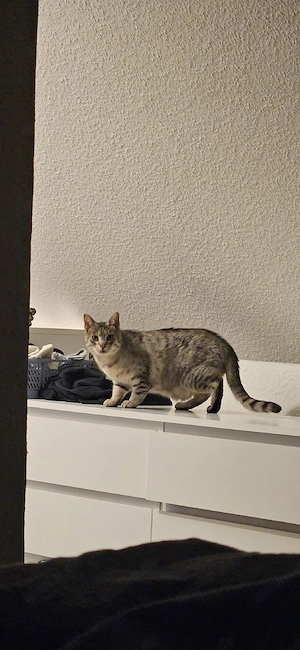    Kater sucht Zuhause   