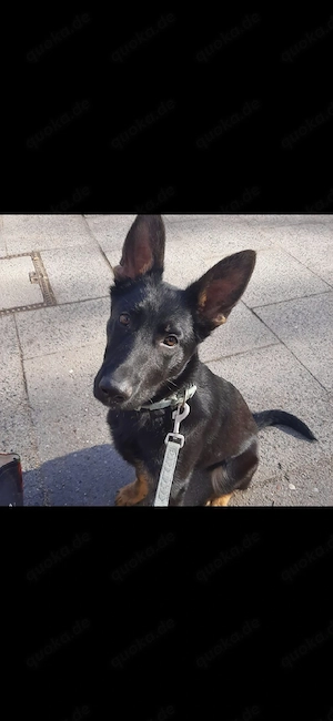 Schäferhund abzugeben