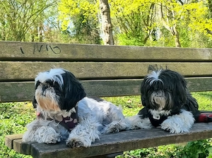 Suche Hundefriseur zur Neueröffnung oder Teilhaber in 76437 Rastatt 