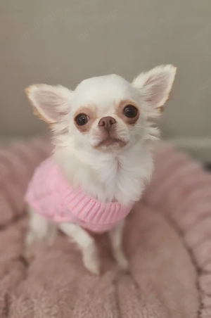 Reinrassige Chihuahua Hündin LH Creme VDH ohne Fehler Junghündin 