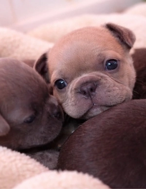 Französische Bulldoggen