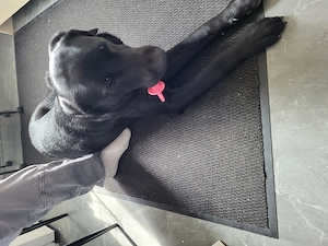 Labrador rude 9 monate alt