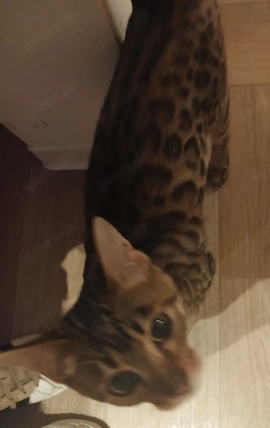 Bengal Kater sucht ein neues Zuhause  Bild 3