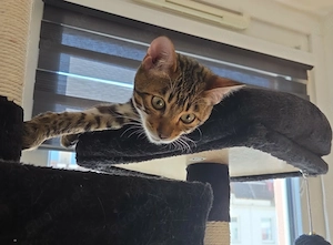 Bengal Kater sucht ein neues Zuhause 