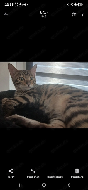 Bengal Kater sucht ein neues Zuhause  Bild 5
