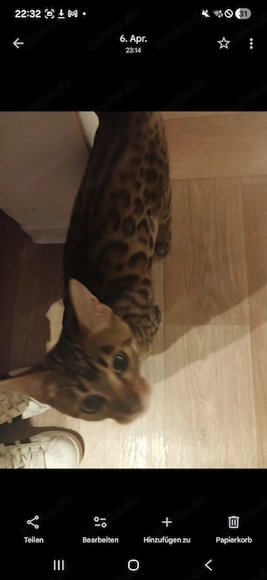 Bengal Kater sucht ein neues Zuhause  Bild 2