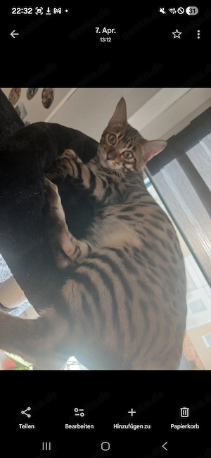 Bengal Kater sucht ein neues Zuhause  Bild 4