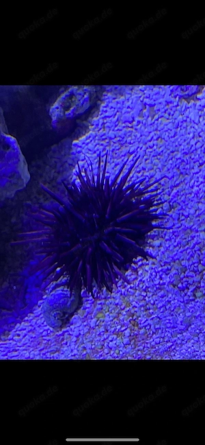 Diadem-Seeigel Meerwasser