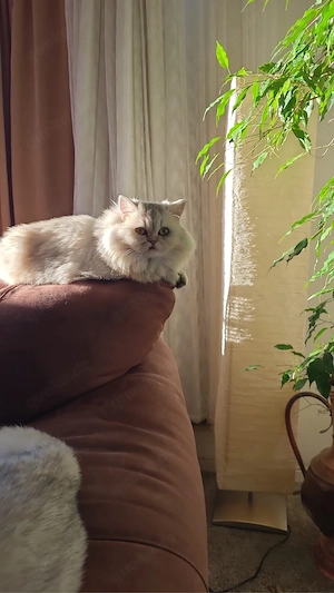 British Longhair Dame