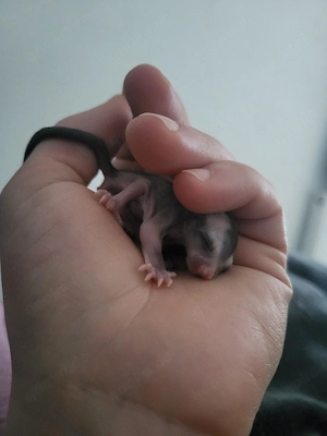 sugarglider 