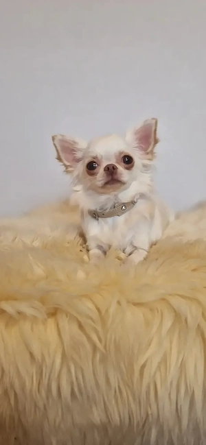 Reinrassige Chihuahua Hündin LH Creme VDH ohne Fehler Junghündin 