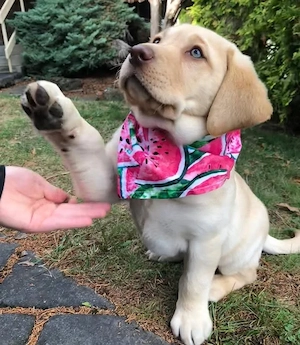 Wunderschöne und liebenswerte Labradorwelpen Bild 3