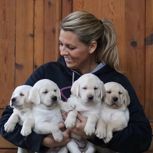 Wunderschöne und liebenswerte Labradorwelpen