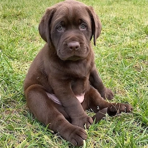Wunderschöne und liebenswerte Labradorwelpen Bild 5