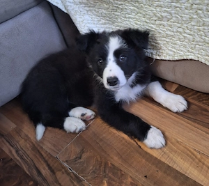 Border collie Welpen