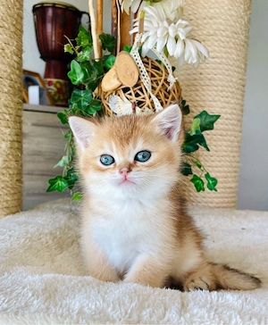 BKH Golden Kitten Stammbaum 