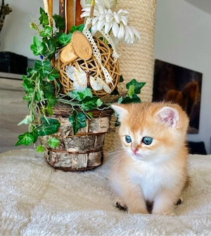 BKH Golden Kitten Stammbaum 